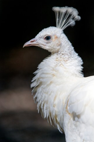 40023398641_6d023e0f57_b