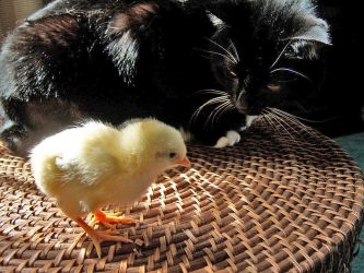 cat_and_chicken_by_moeoeop