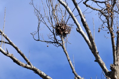 bird-nest-in-tree
