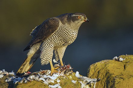 440px-northern_goshawk_-_catalonia_-_spain_s4e8845_282521789449529